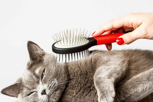 Comment-bien-brosser-son-chat-selon-son-type-de-poil Griffe d'Amour