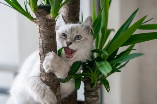 Guide d'achat arbre à chat 2025 : conseils & tendances