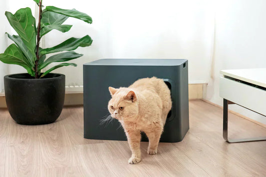 Comment-choisir-le-bac-à-litière-parfait-pour-votre-chat-Guide-expert Griffe d'Amour