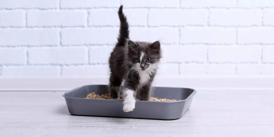 Quelle litière pour chaton : Notre guide complet