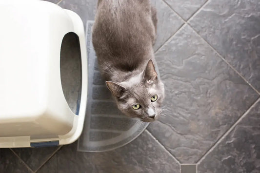 Pourquoi mon chat fait pipi à côté de la litière