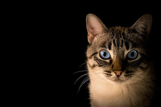 À-quel-âge-un-chat-atteint-il-sa-taille-adulte Griffe d'Amour
