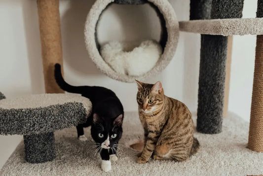 Arbre-à-chat-pas-cher-Guide-d-achat-et-conseils-2025 Griffe d'Amour