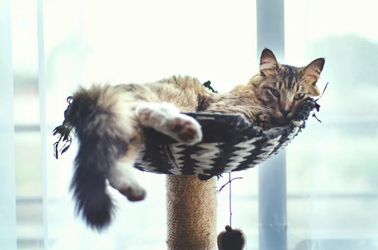 Top 10 arbre à chat