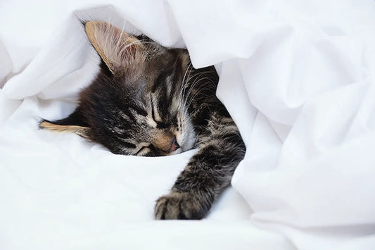 Combien-de-temps-dort-un-chat-Comprendre-ses-habitudes-de-sommeil Griffe d'Amour