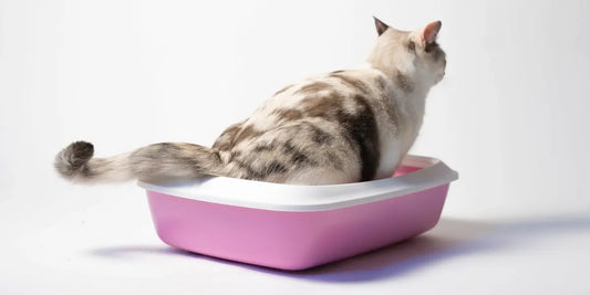 Changer la litière de son chat : Guide complet