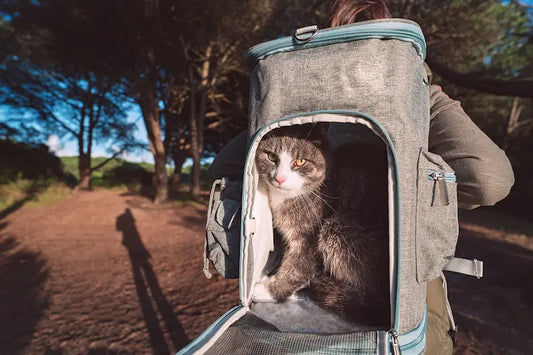 Sac à dos pour chat : Conseils experts pour bien choisir