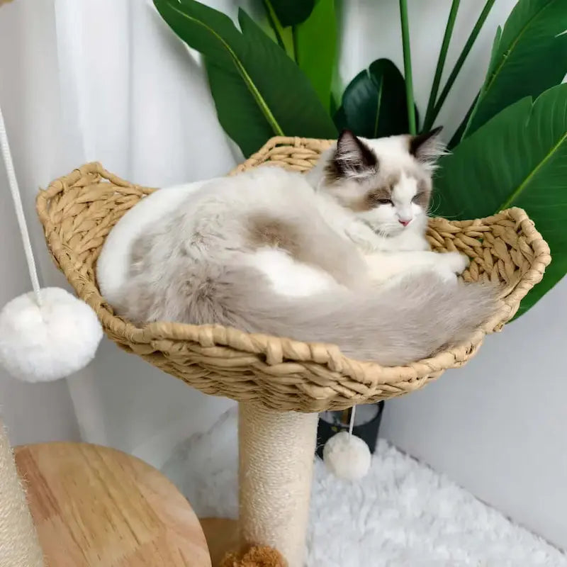 Arbre à chat design luxe