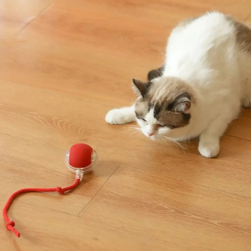 Balle magique pour chat - Griffe d'Amour