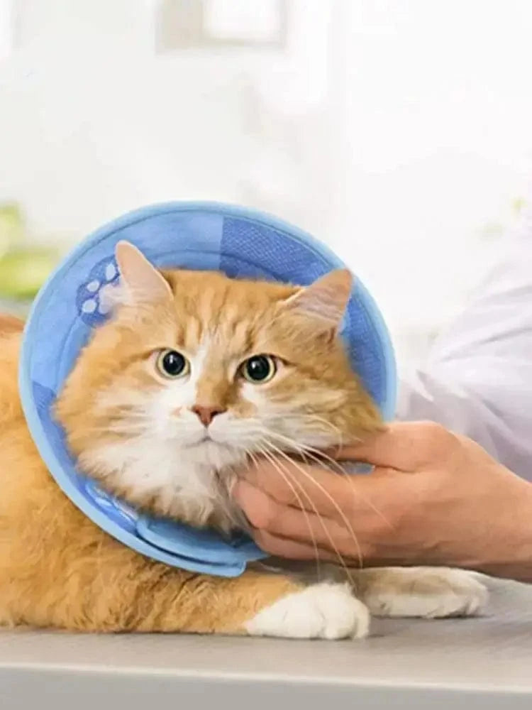 Collier anti-léchage pour chat Griffe d'Amour