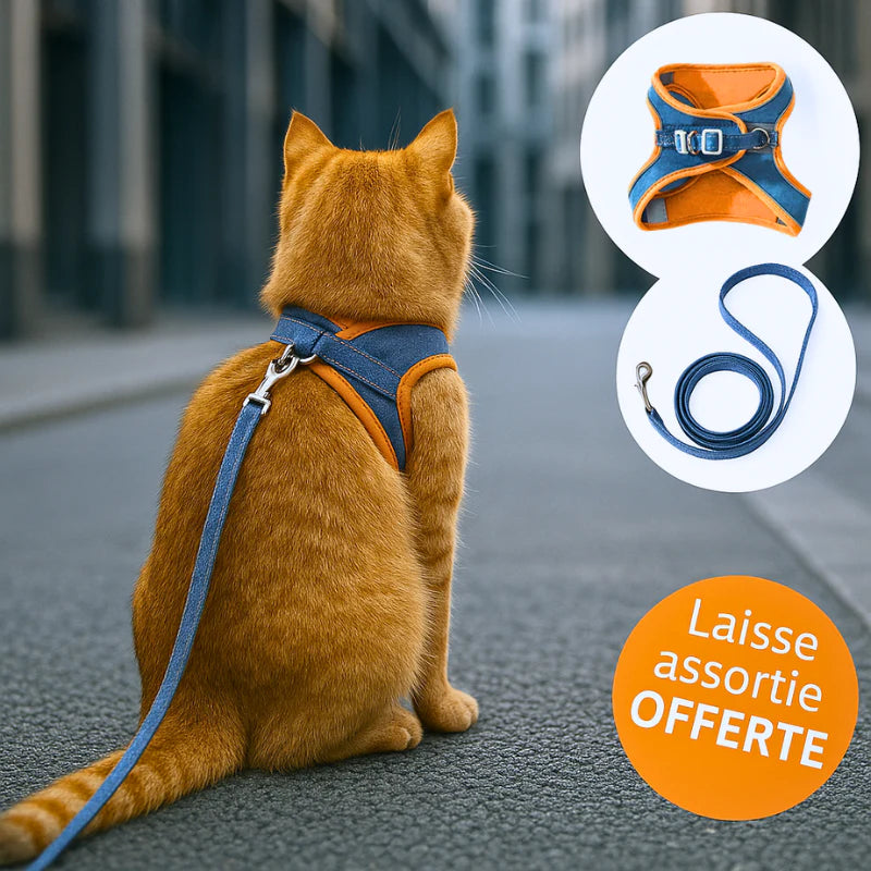 Harnais chat anti-fugue - Sécurité et confort absolu Griffe d'Amour
