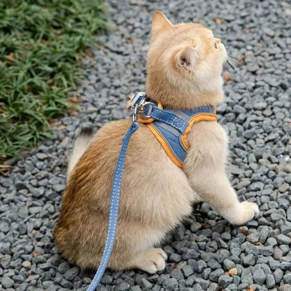 Harnais chat anti-fugue - Griffe d'Amour