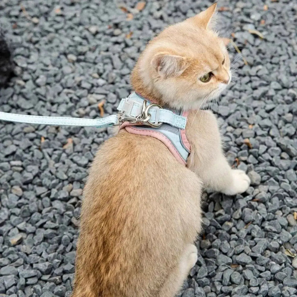 Harnais chat anti-fugue - Griffe d'Amour