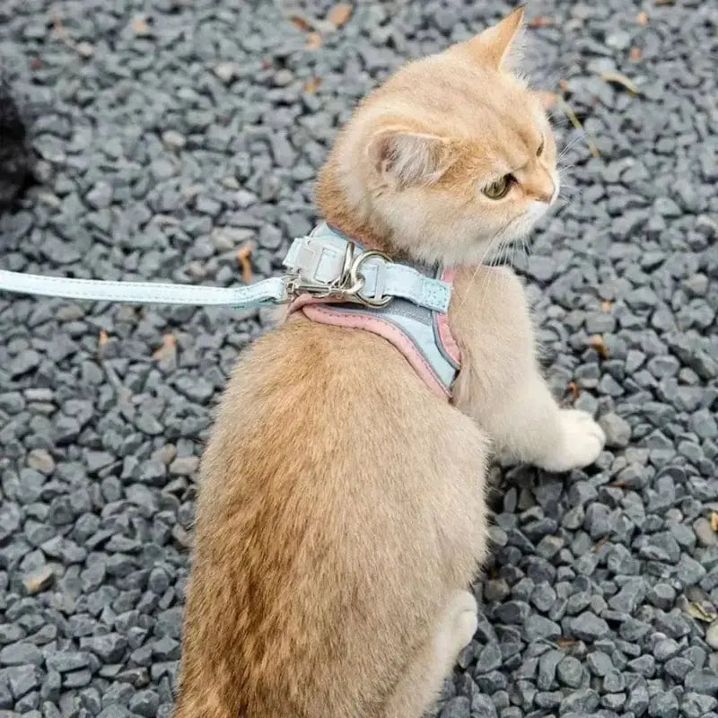 Harnais chat anti-fugue