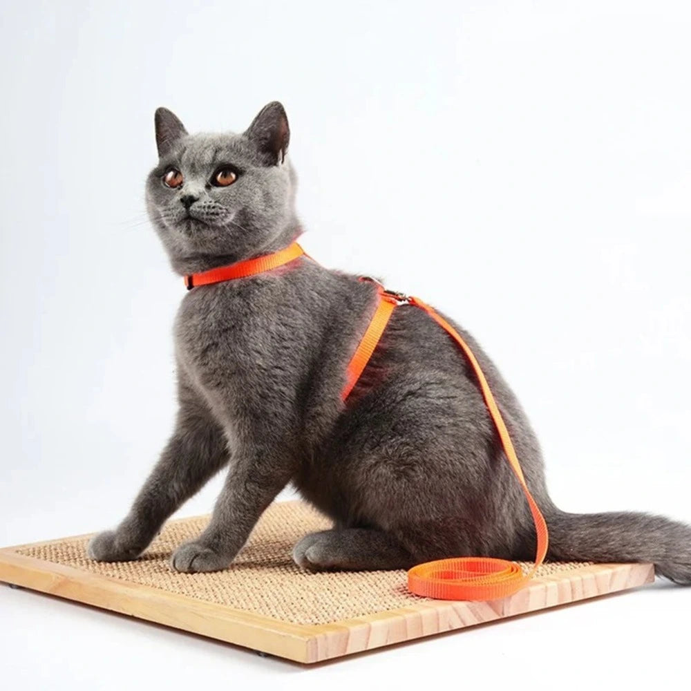 Harnais laisse chaton - Confortable en nylon doux Griffe d'Amour