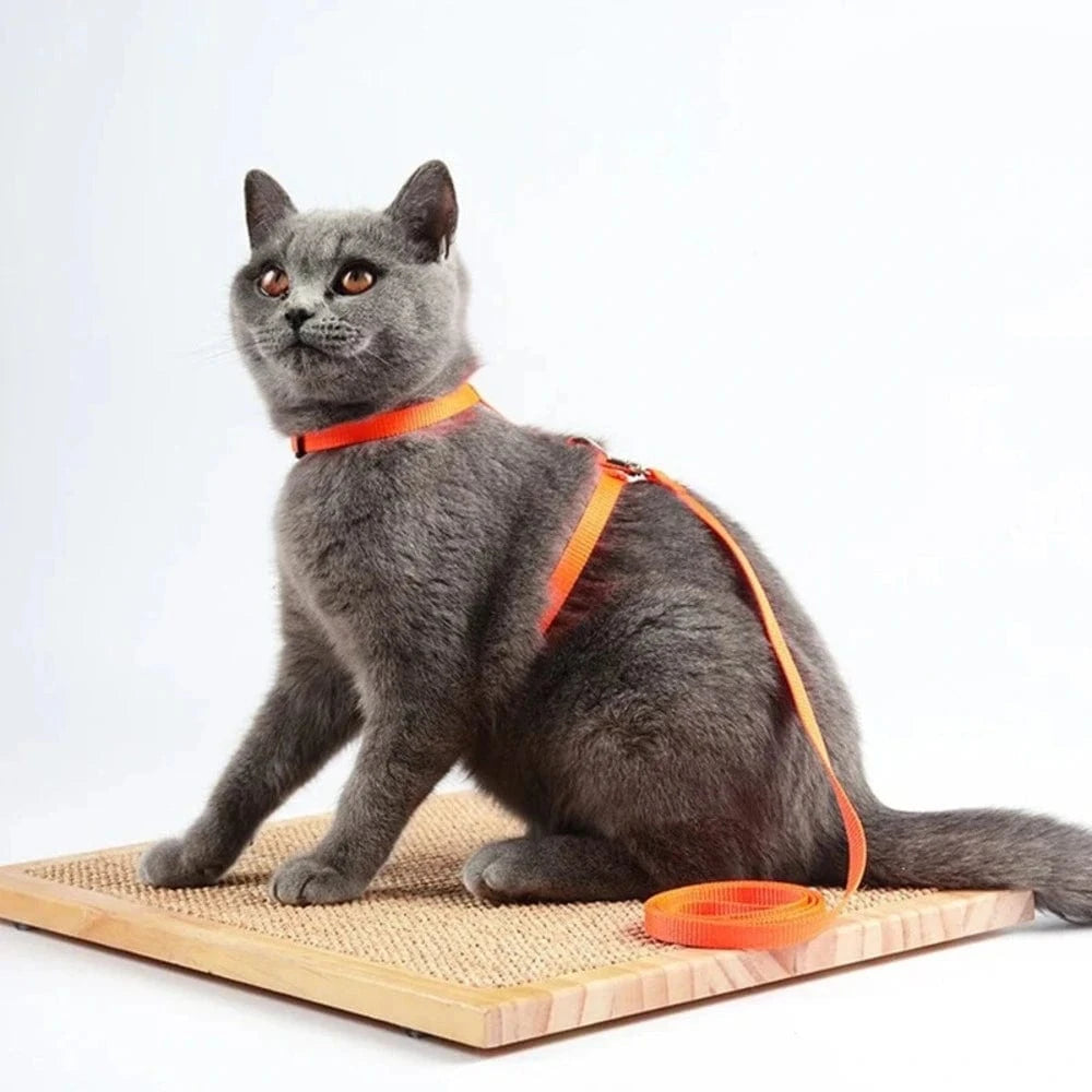 Harnais laisse chaton - Confortable en nylon doux Griffe d'Amour