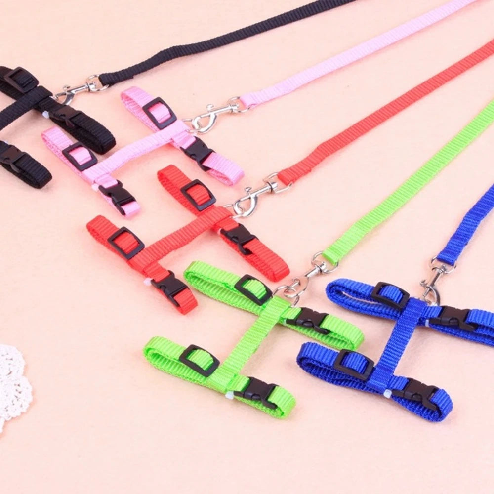 Harnais laisse chaton - Confortable en nylon doux Griffe d'Amour