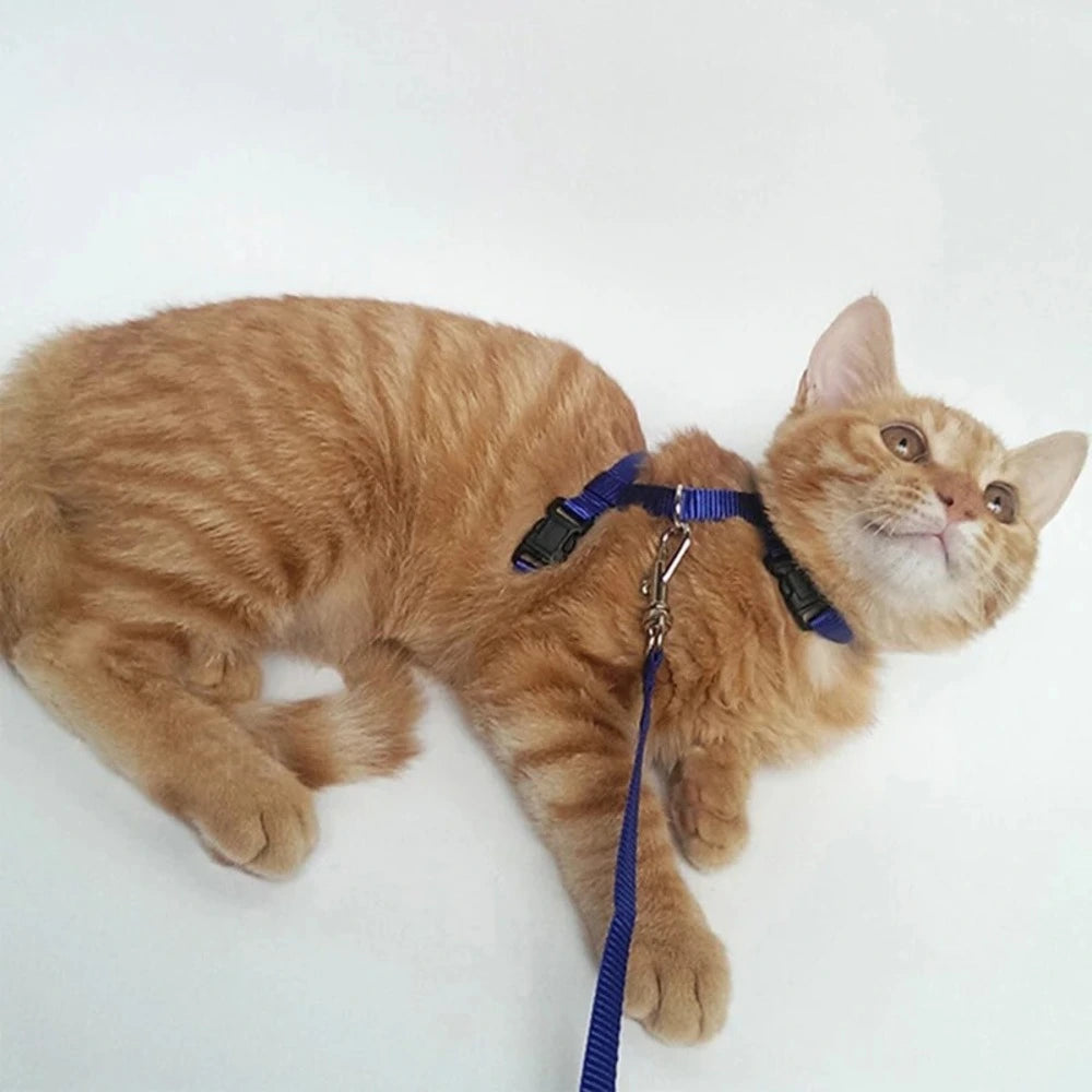 Harnais laisse chaton - Confortable en nylon doux Griffe d'Amour