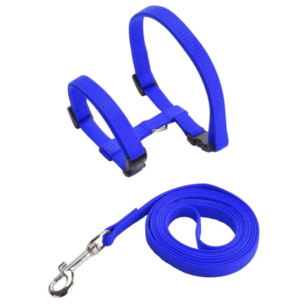 Harnais laisse chaton - Confortable en nylon doux Griffe d'Amour