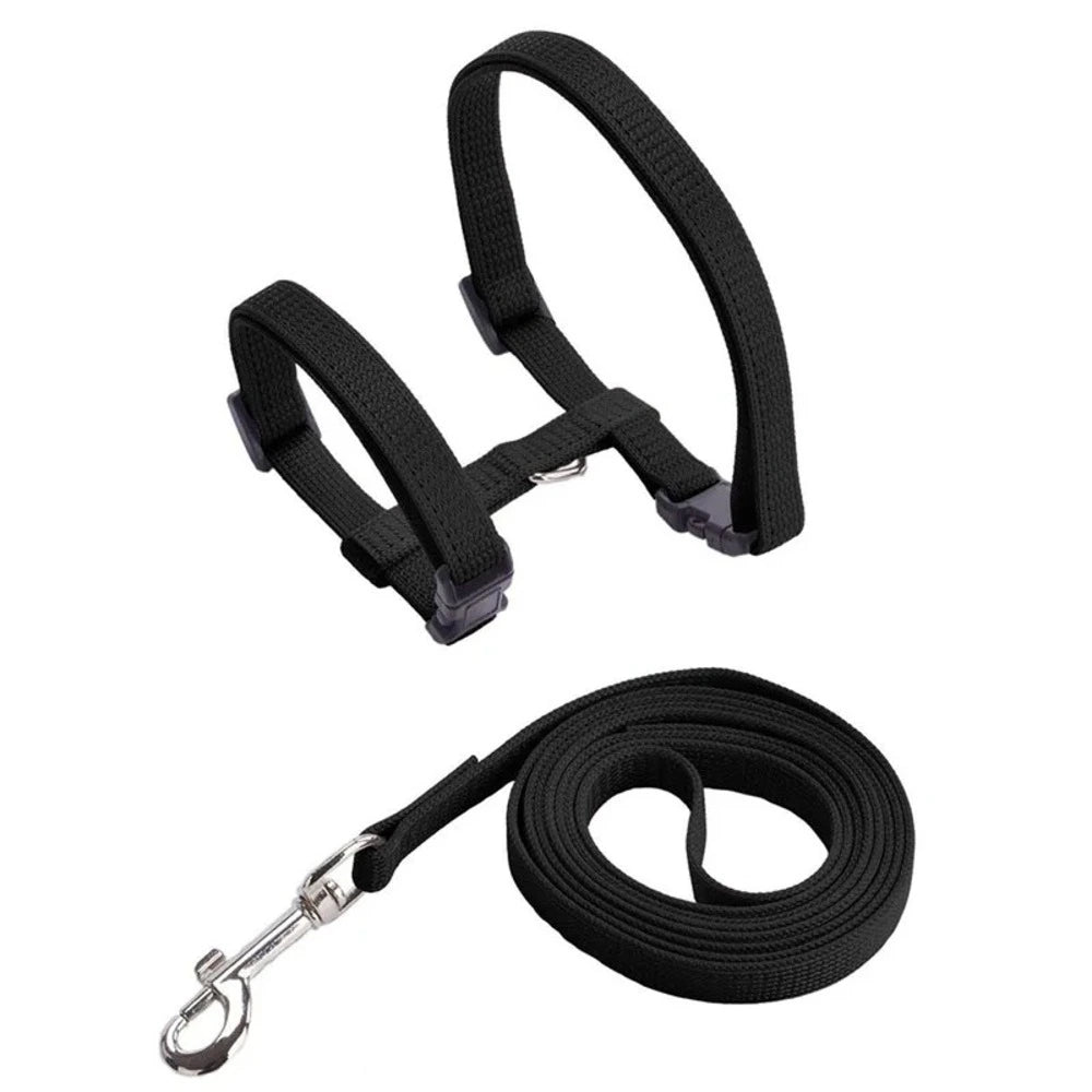 Harnais laisse chaton - Confortable en nylon doux Griffe d'Amour