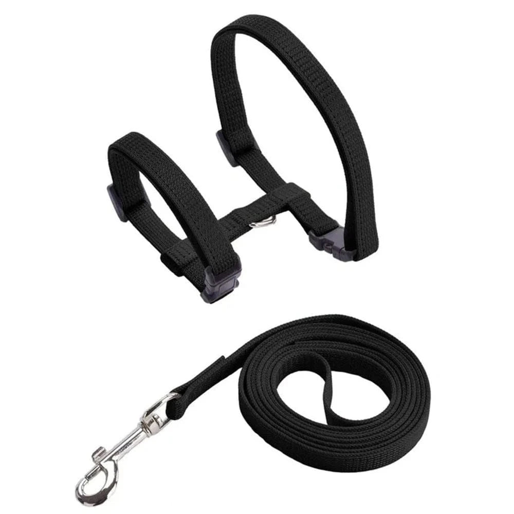 Harnais laisse chaton - Confortable en nylon doux Griffe d'Amour