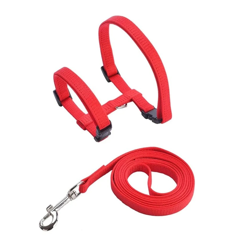 Harnais laisse chaton - Confortable en nylon doux Griffe d'Amour