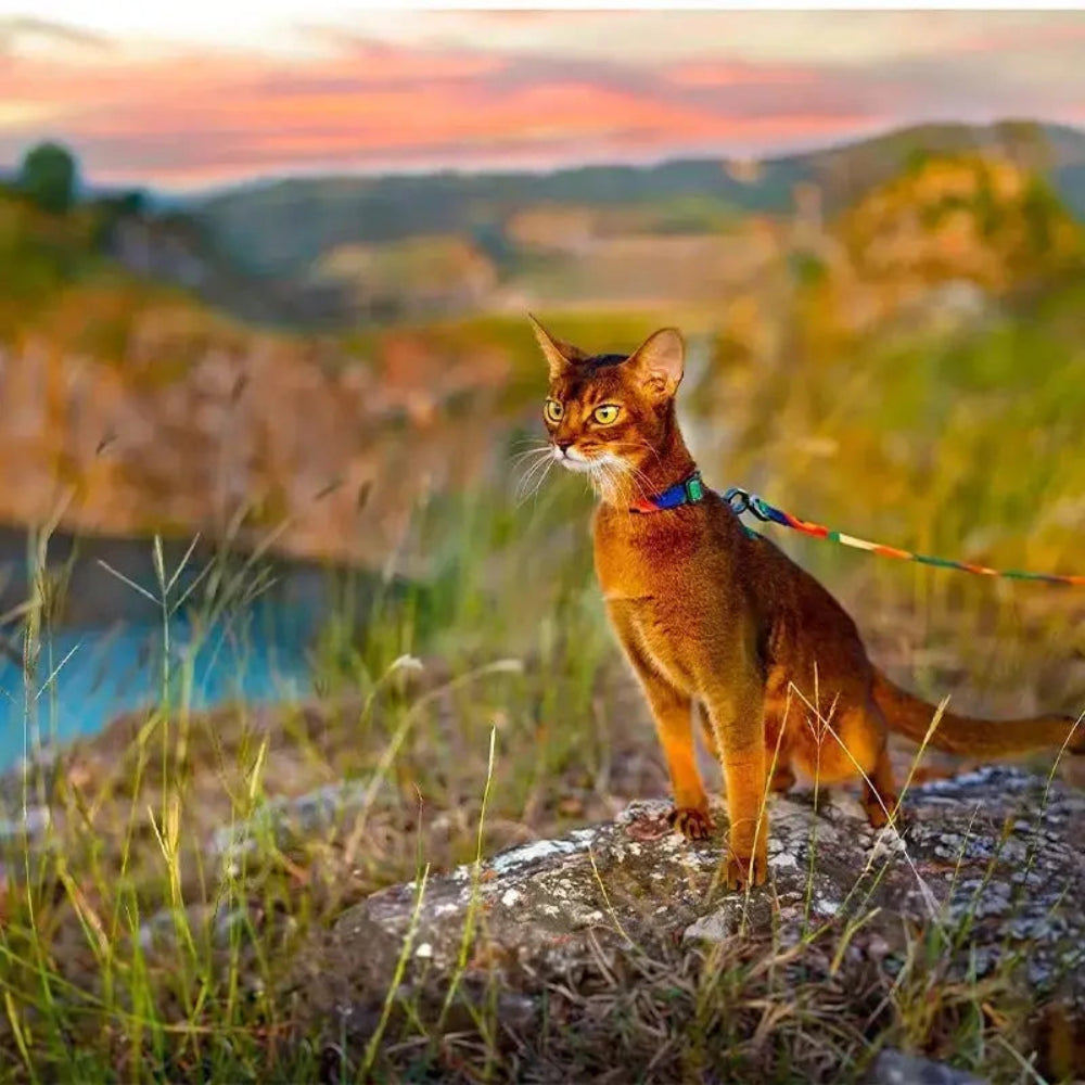 Harnais laisse pour chat - Griffe d'Amour