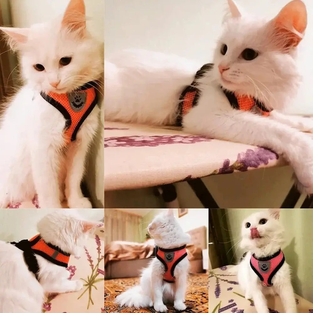 Harnais réfléchissant pour chat - Promenade sereine Griffe d'Amour