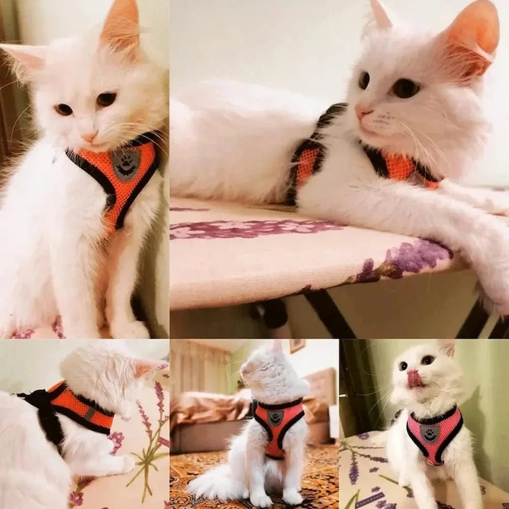 Harnais réfléchissant pour chat - Promenade sereine Griffe d'Amour