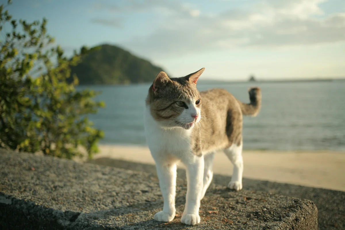 Bannière Griffe d'Amour - Produits de qualité pour votre chat, confort et bien-être