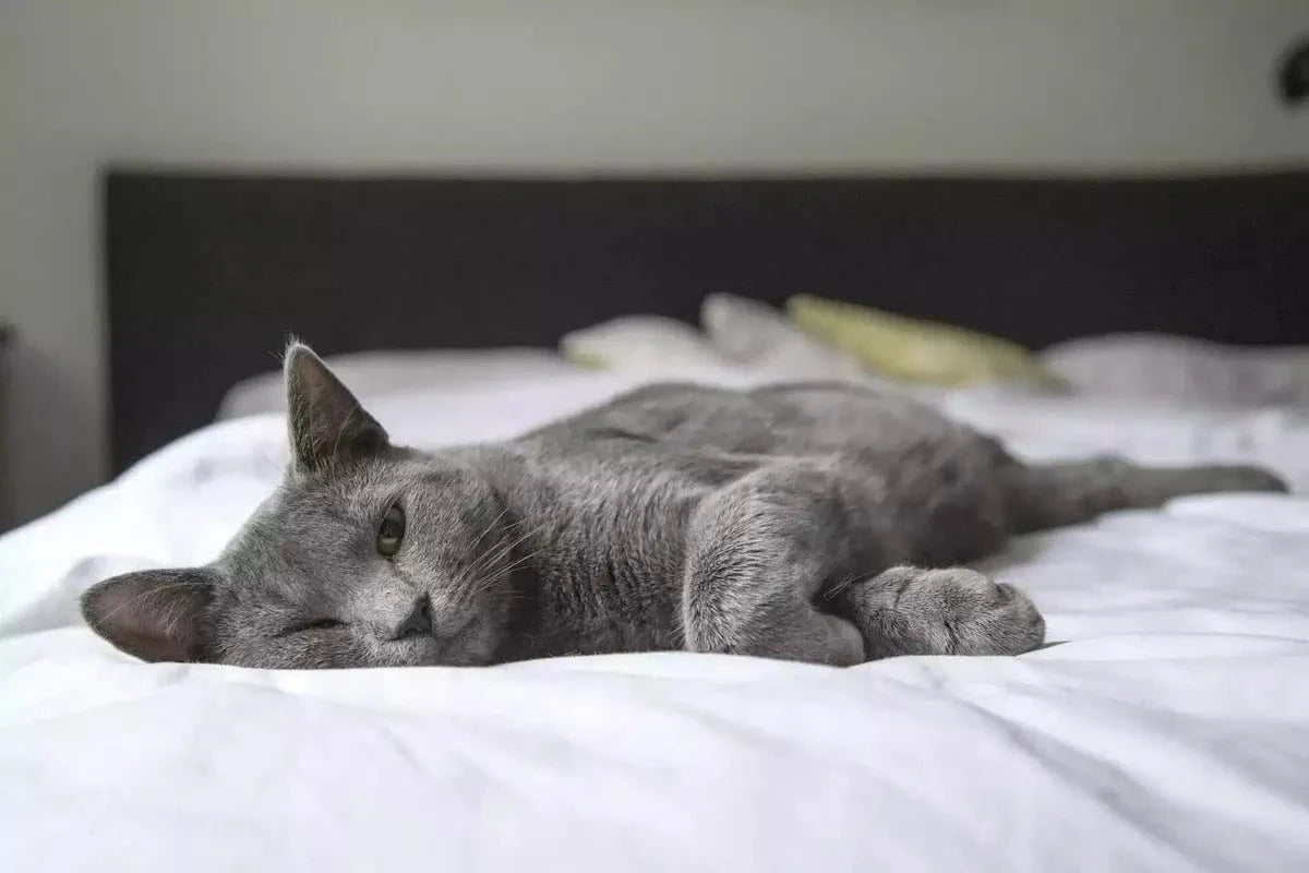 Chat allongé sur un lit