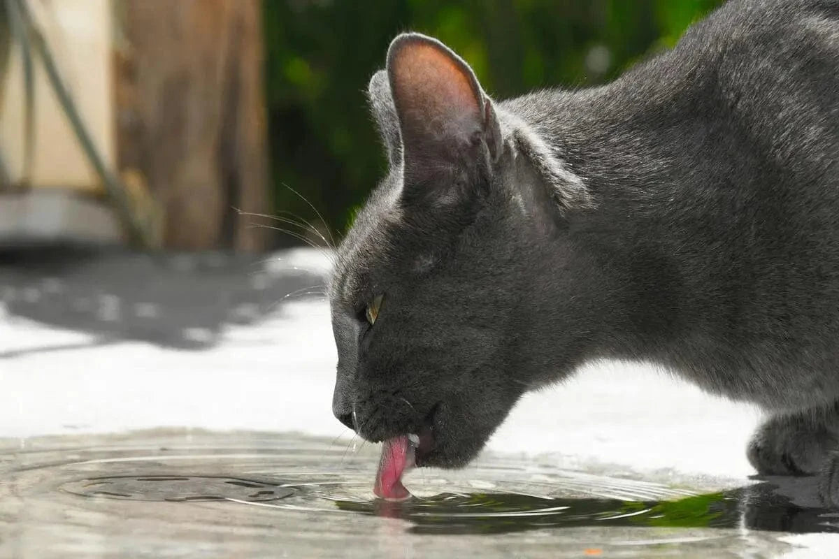 Chat buvant de l'eau dans une source