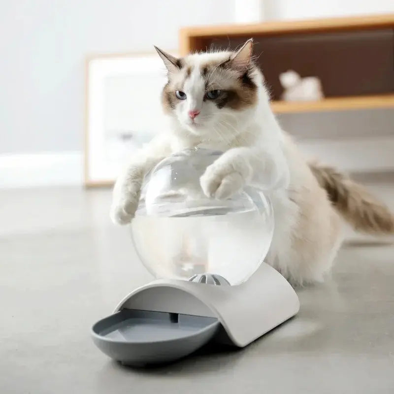 Distributeur eau chat 2,8L - Zéro filtre, zéro contrainte Griffe d'Amour