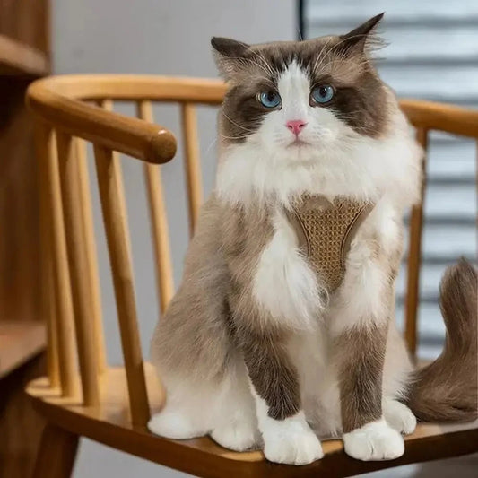 Harnais chat anti-évasion - Sécurité maximale et confort Griffe d'Amour