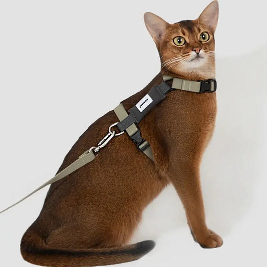 Harnais chat en H