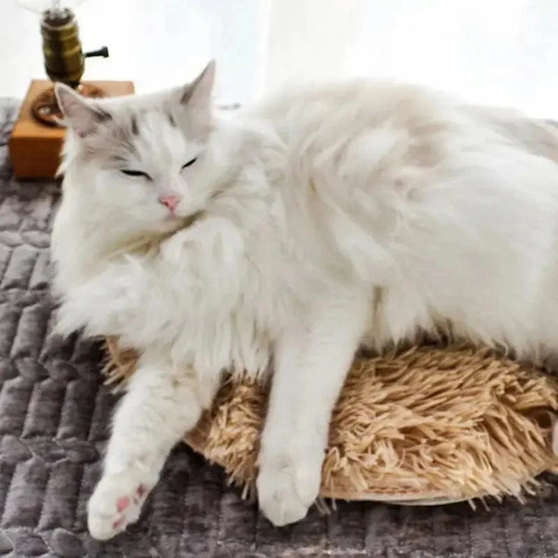 Coussin chauffant pour chat - Parfait pour l’hiver Griffe d'Amour