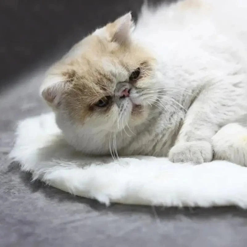 Coussin chauffant pour chat - Parfait pour l’hiver Griffe d'Amour
