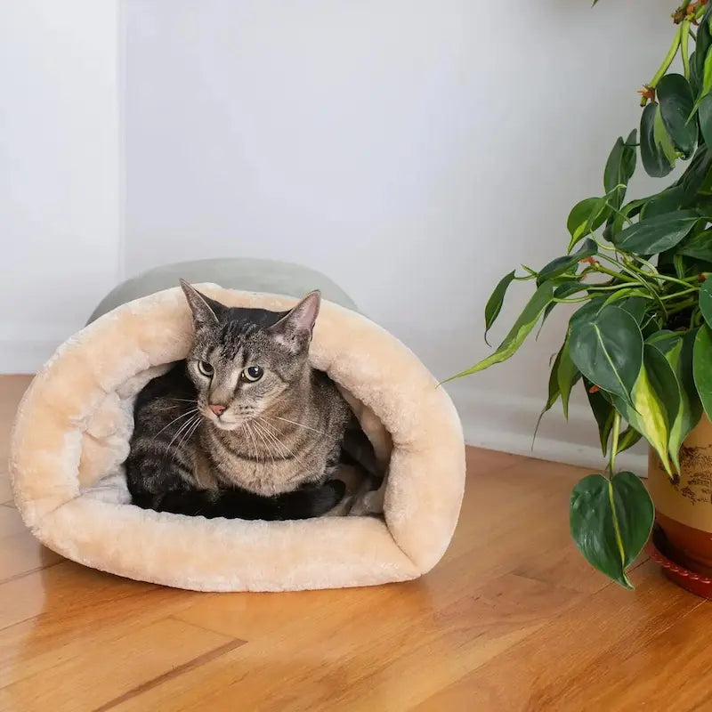Nid couchage chat