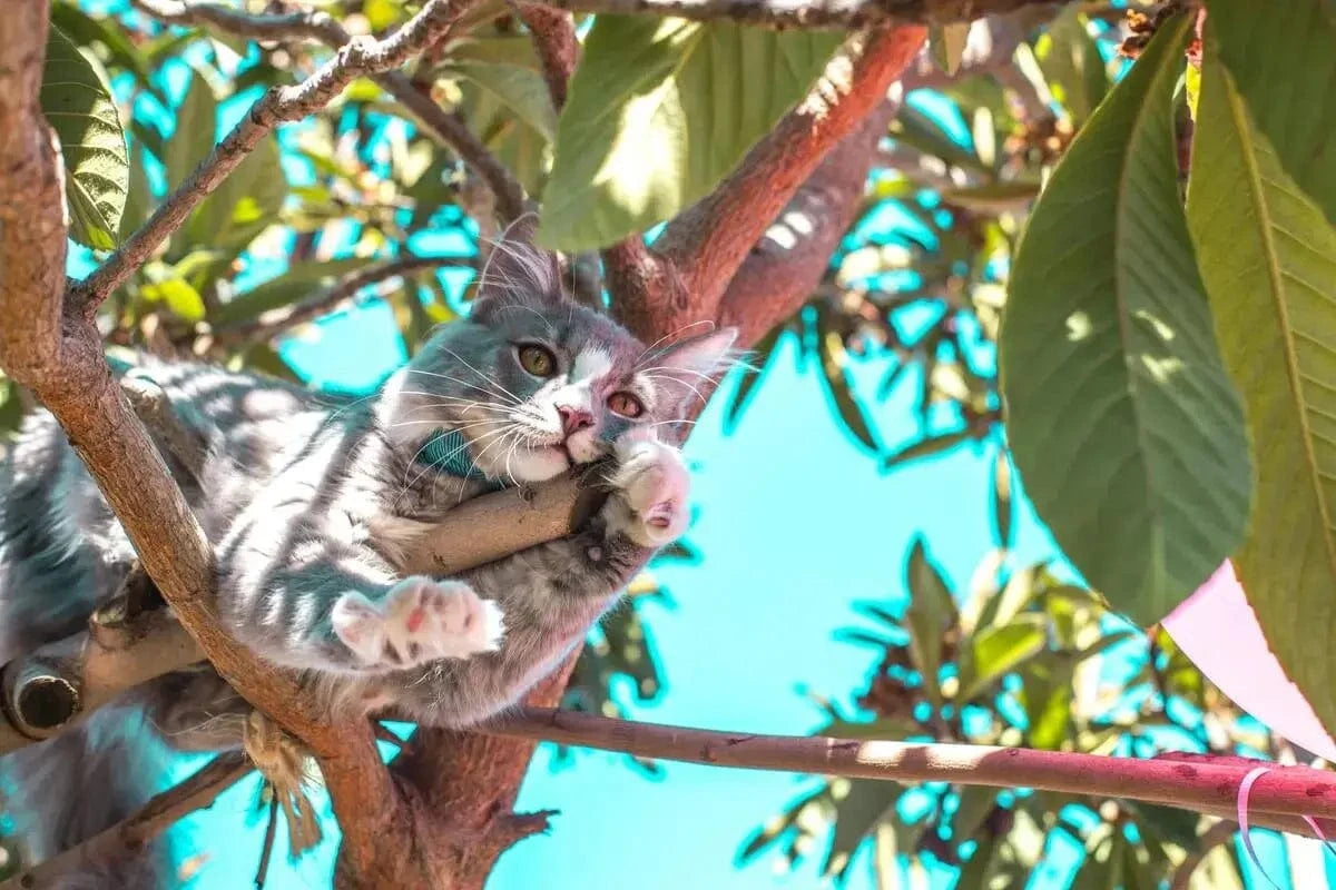 Un chat dans un arbre illustration arbre à chat