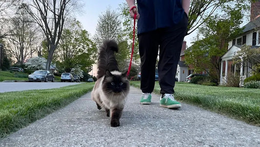 Chat qui refuse la laisse : 7 étapes pour réussir l'apprentissage