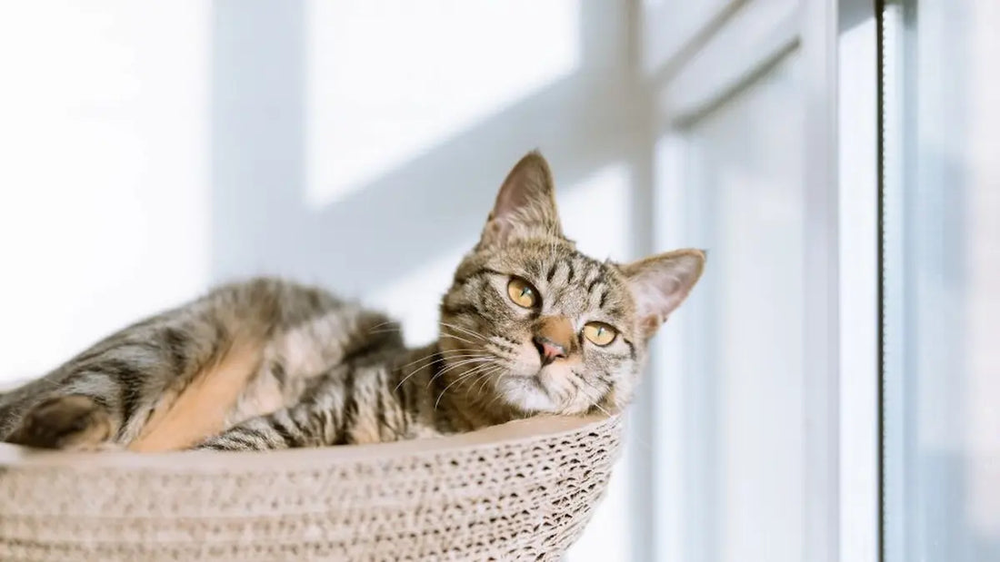 Où placer un arbre à chat : 8 emplacements idéaux