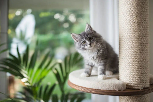 Arbre à chat pour chaton : notre guide pour bien choisir