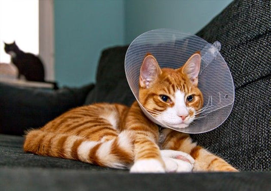 Pourquoi un chat doit porter une collerette ?