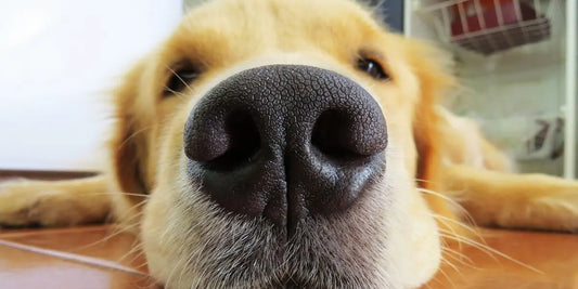 Top-10-des-meilleures-croquettes-pour-chien-à-digestion-sensible-en-2025 Griffe d'Amour