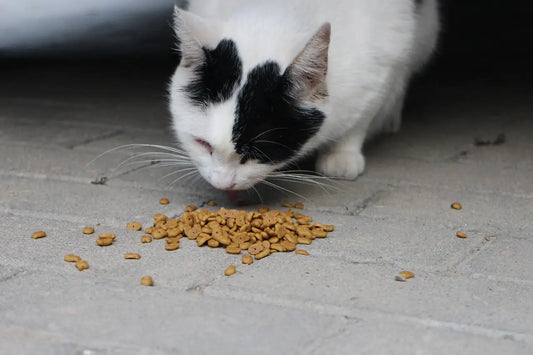 Croquettes pour chat : comment reconnaître un produit de qualité