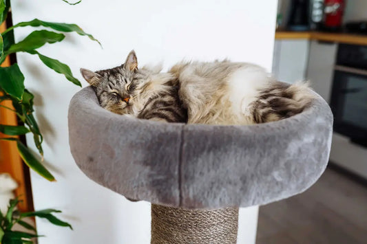 Arbre à chat pour petit appartement : comment bien choisir