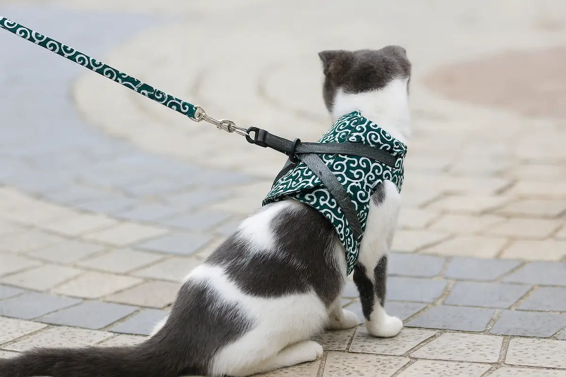 Harnais H, 8 ou veste pour chat : comment bien choisir ?