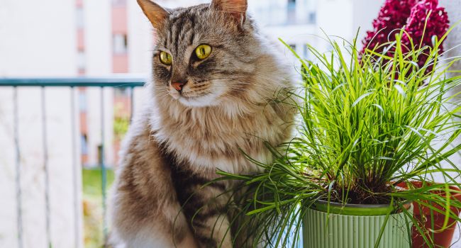 Chat complément alimentaire