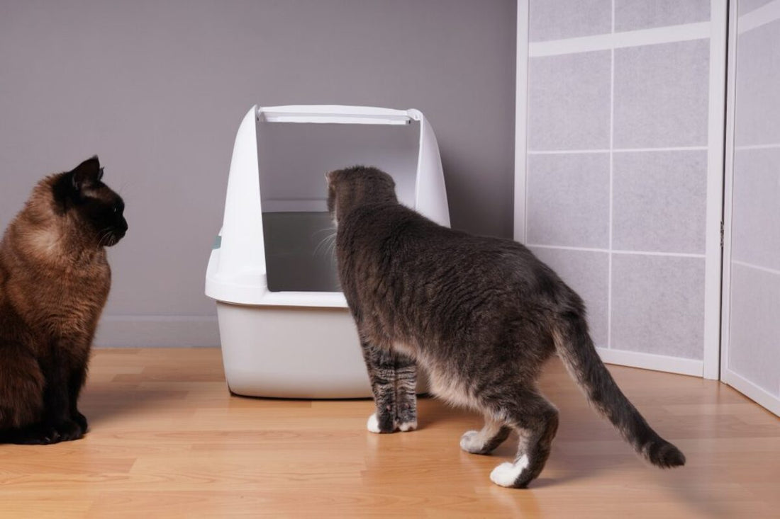 Combien de litières pour deux chats