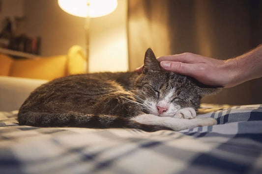 Jouet pour chat senior : guide complet pour stimuler votre chat âgé